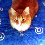 ALF --> mon pti chat